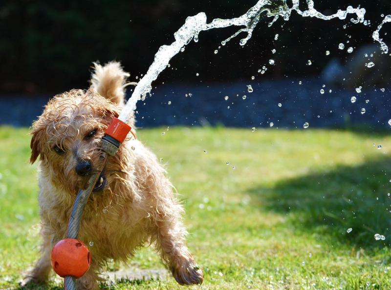 Dogs Trust will hot a summer safety talk and quiz at Thurles Library next week