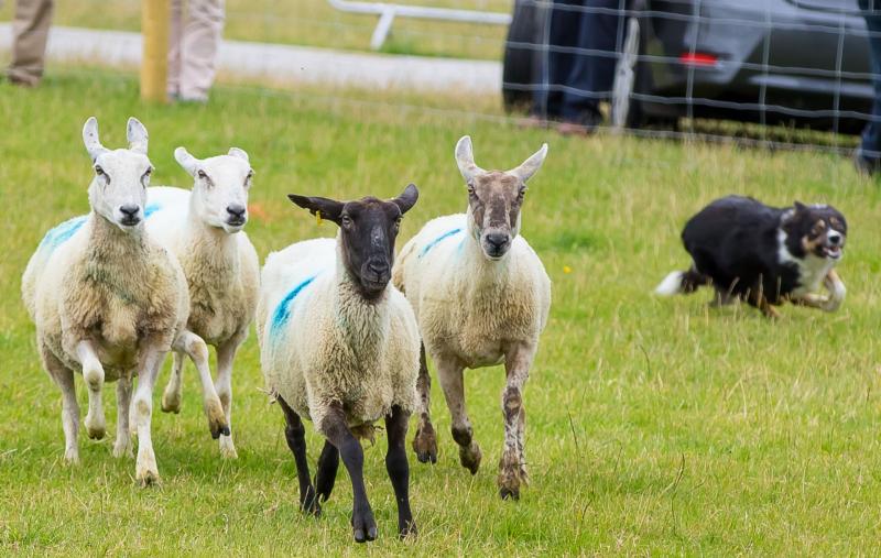 The sheep sector is facing many challenges