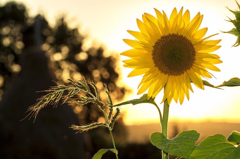 The Kingstown Charity Sunflower field opens in Cashel this Saturday