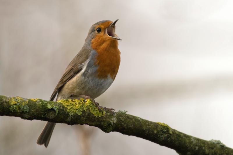 Bird Survey Project in Cloughjordan to be introduced at walk and talk this evening