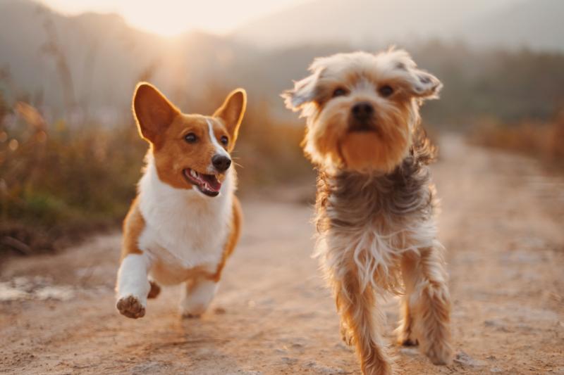 This Tipperary dog show promises to be a great family day out next Sunday