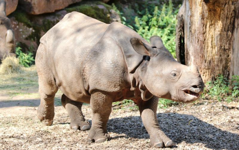 Popular wildlife park welcomes first Irish-born Indian rhino