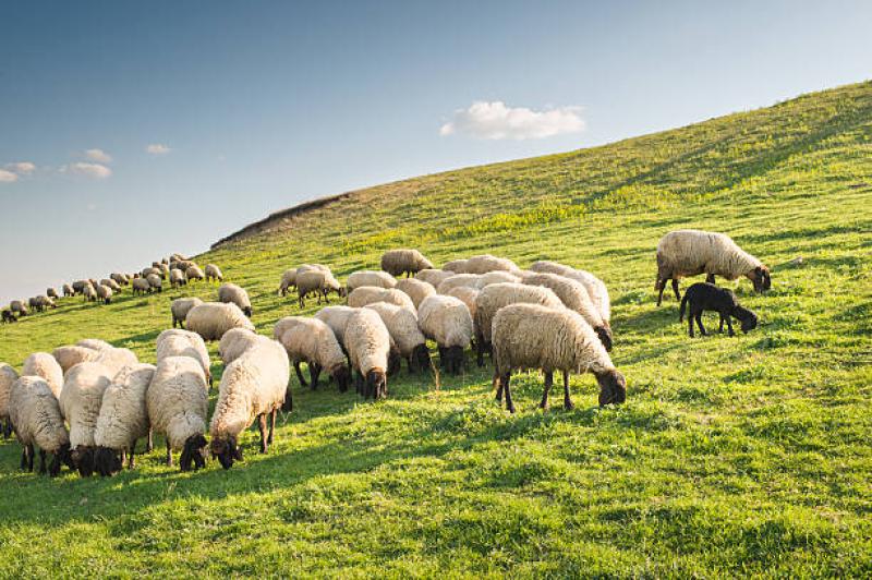 €2 million boost for Donegal sheep farmers