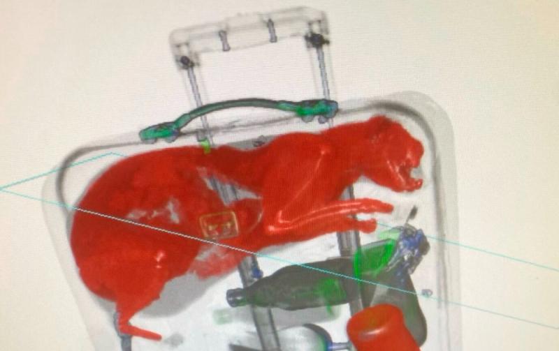 'Cat&rsquo;s out of the bag' - Airport security staff spot pet inside a suitcase