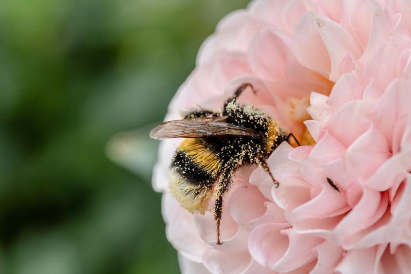 WILDFLOWER POWER: Here is some of what Tipperary communities did to promote biodiversity this year