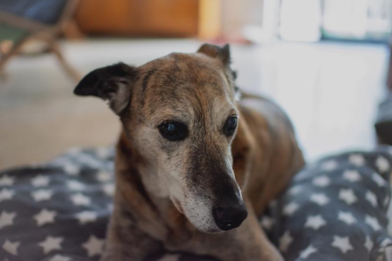 The pressure is on for Tipperary’s dogs this Christmas