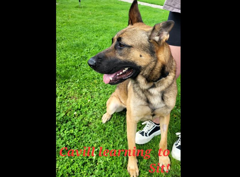 PET RESCUE: You can always teach an old dog new tricks