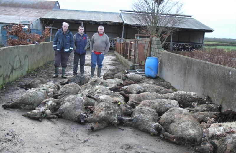 Sheep kill “like something out of a horror film”