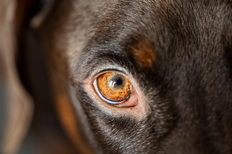 Control of dogs motion passed at Tipperary County Council