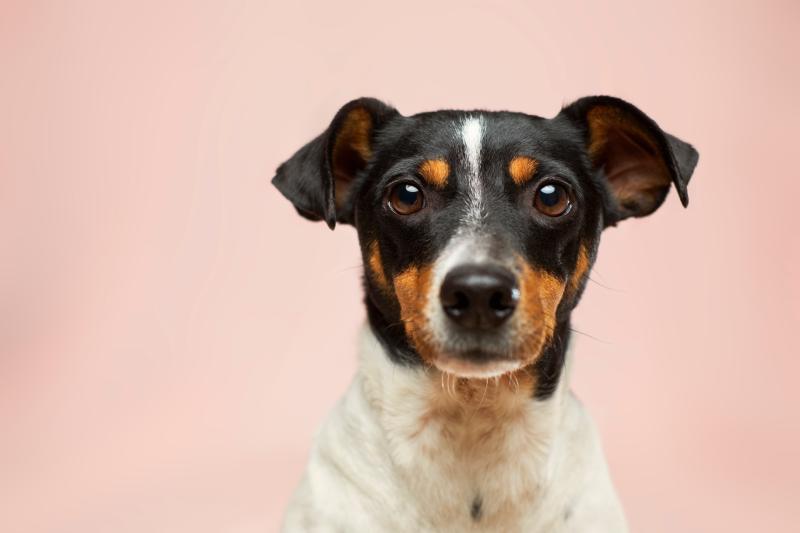 Tipperary animal rescue to host adoption day next weekend