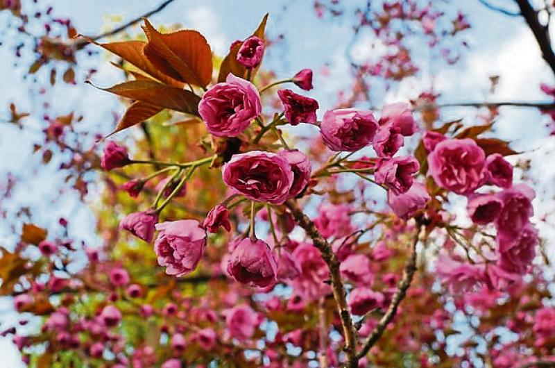 Crafters will give talk and demonstration at Clonmel Flower Club meeting