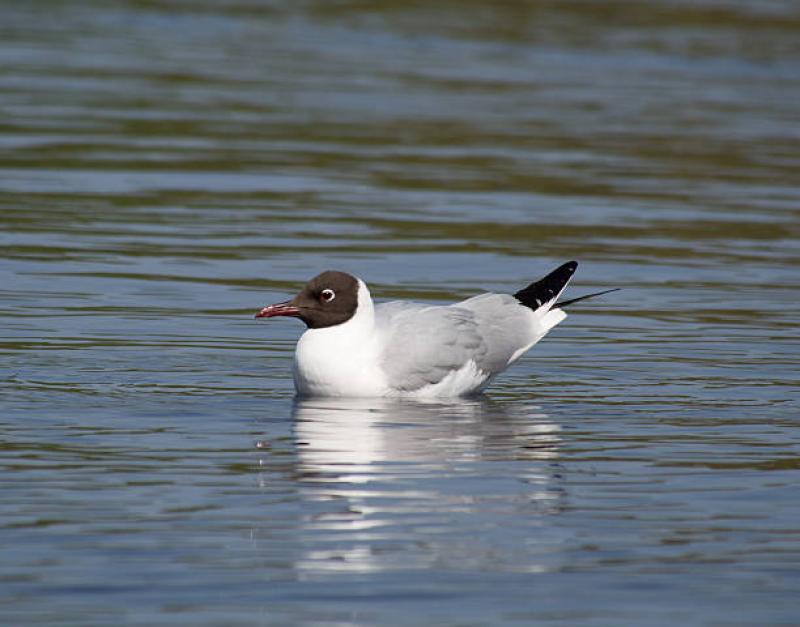 BIRD FLU: Tipperary public alerted after disease found in dead birds on Lough Derg
