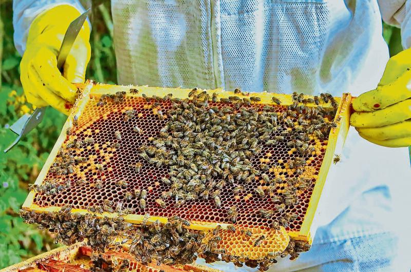South Tipperary Beekeepers Association beginners' course starts this weekend 