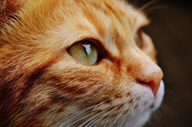 ALERT: Pet toy bought by Irish consumers recalled due to risk of damage to eyes