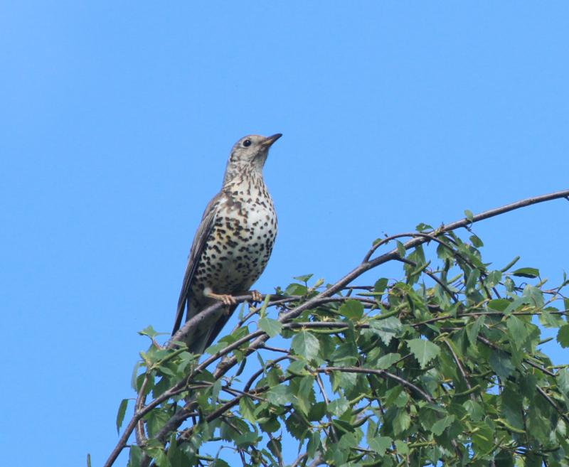 Another interesting day out for dawn chorus enthusiasts in Tipperary