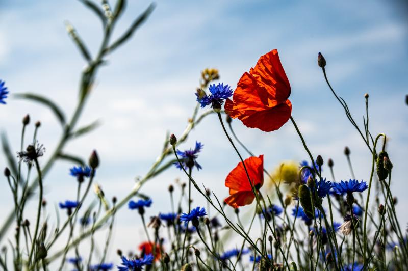 Biodiversity Week to be marked in Tipperary with a fantastic array of events