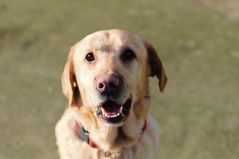 Tipperary TD highlights the need for greater support for dog rescues