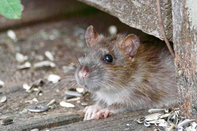 Residents of housing estate in Tipperary have 'found rats in their bins and gardens'