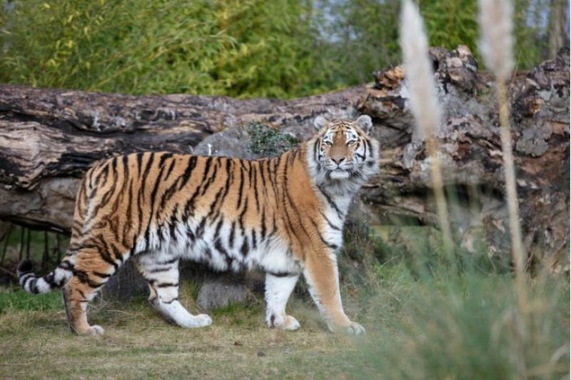 Emerald Park celebrates World Tiger Day this Saturday 