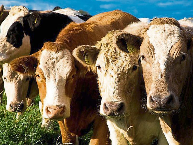 Tipperary-based Herdwatch wins Farm Software Award at Innovation Arena competition