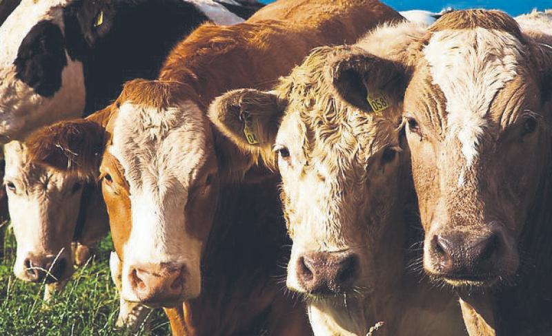 Tipperary-based Herdwatch to open new HQ