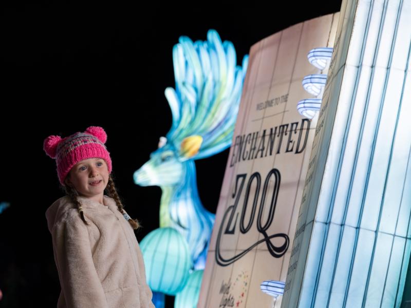 Discover the secret life of Dublin zoo at night with the return of Wild Lights