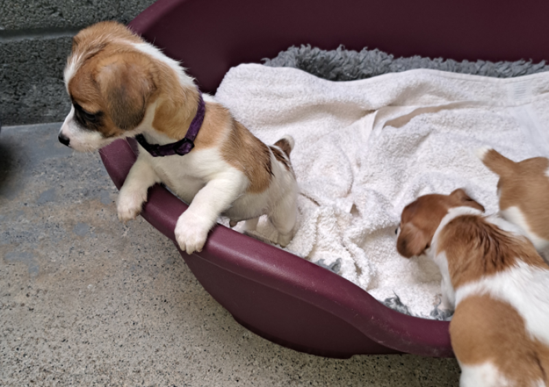 'Ignorance is no defence' - 20-year-old Tipperary man fined for docking tails of puppies