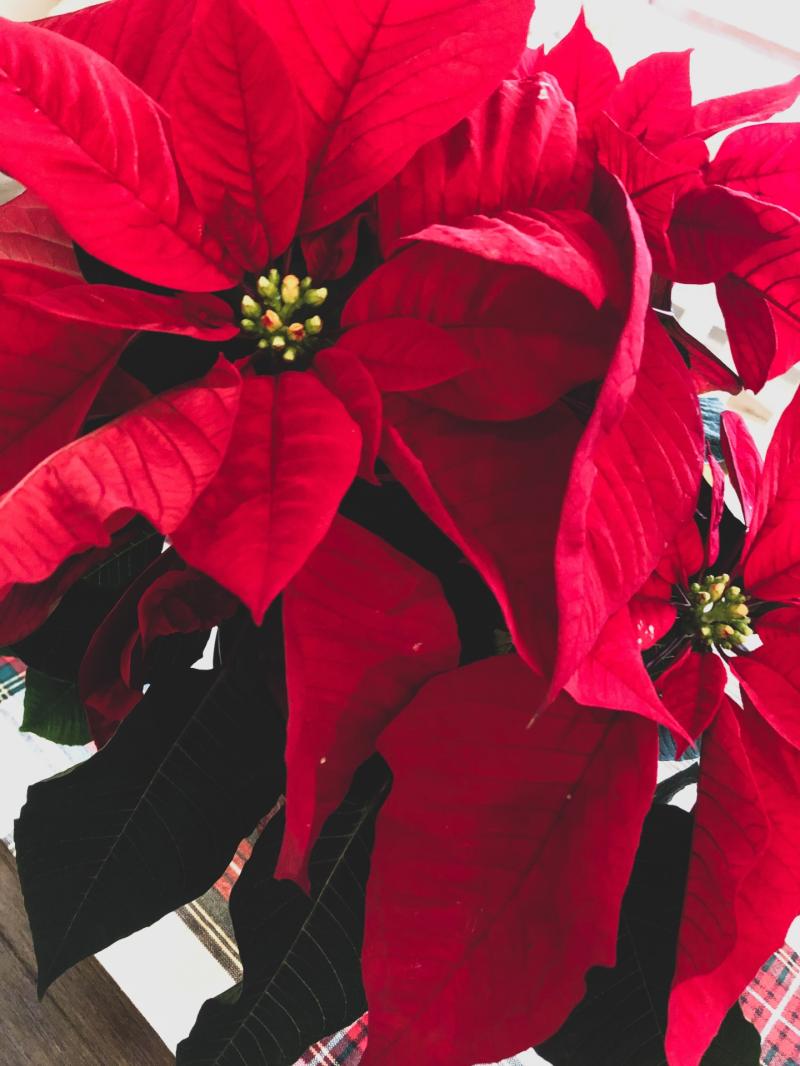 Charities will benefit from Christmas flower arranging event in Tipperary hotel