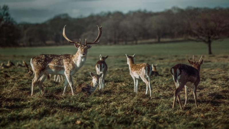 Excessive deer population is causing big problems in Offaly and North Tipp