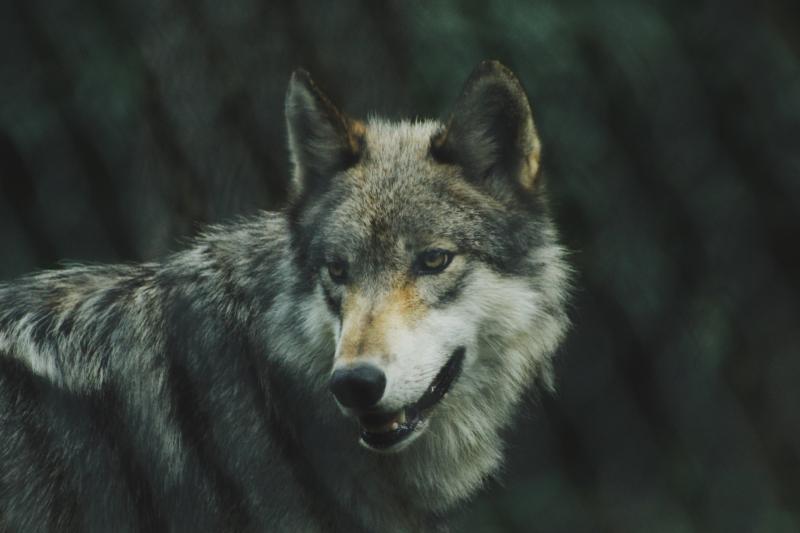 Reintroduction  of wolves ‘like a Little Red Riding Hood story’ says Tipperary councillor