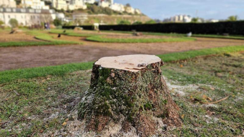 Tipperary and Limerick forest owners call for action to save our forests