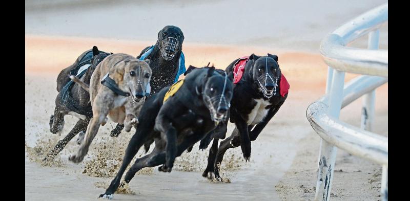 Night at the Dogs will support Tipperary senior hurling team