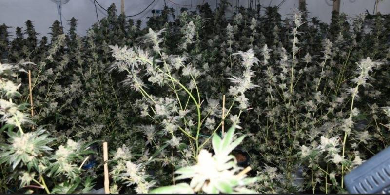 Gardai discover 'large scale' cannabis growhouse at industrial unit in Donegal