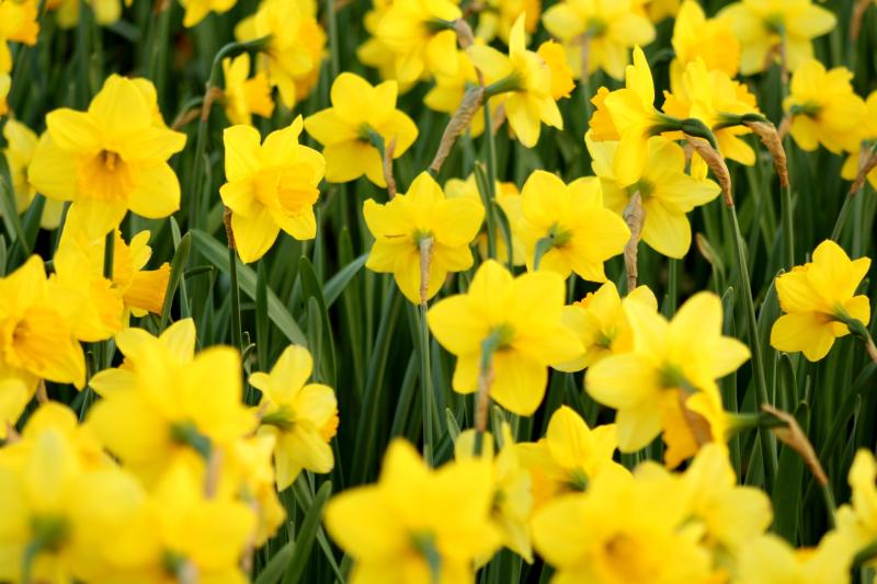 Coffee morning will be held to launch Daffodil Day in Tipperary's largest town