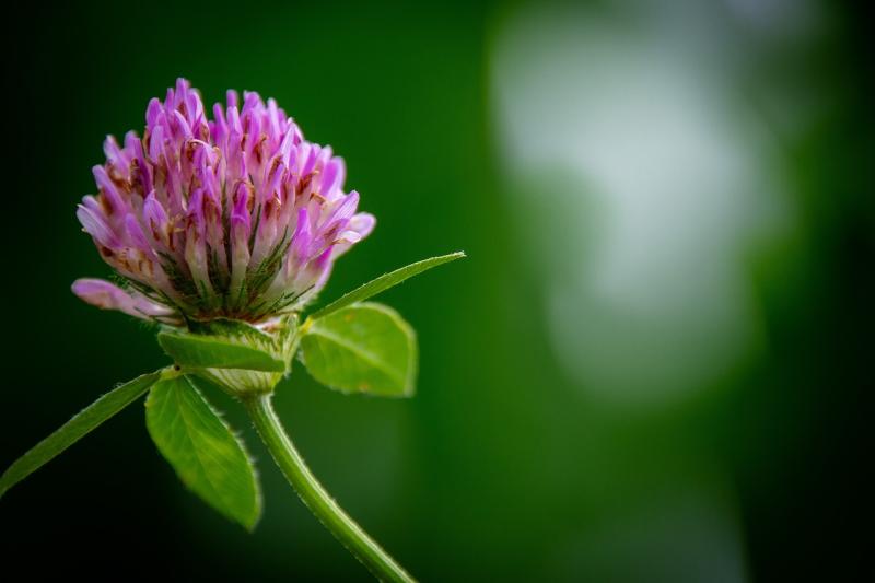  Multi-Species Sward and Red Clover silage measures launched by government 