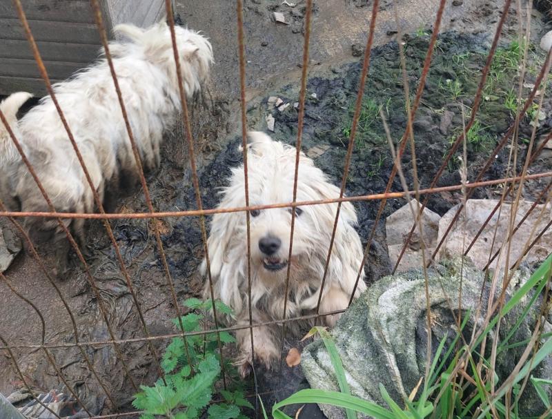 Couple convicted of animal cruelty banned from owning dogs for 10 years