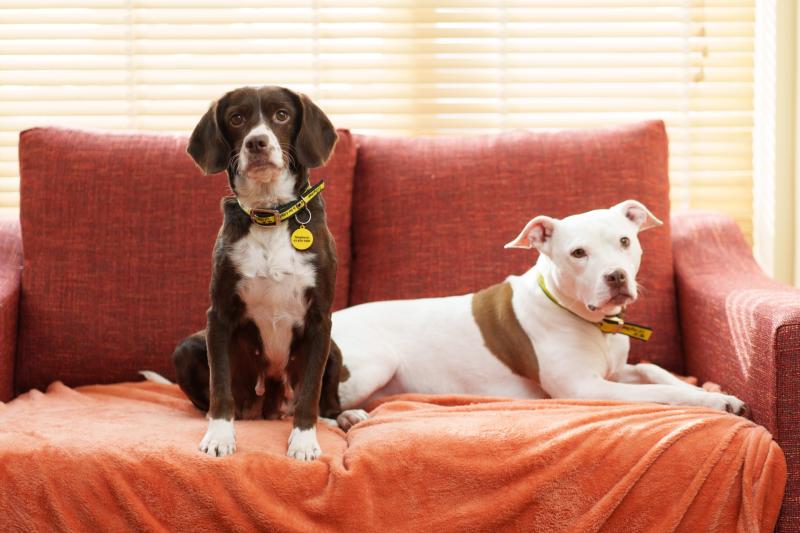 Huge rise in puppies being born in care, as charity sounds alarm 