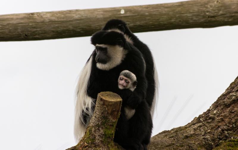 Public asked for help in choosing name for adorable new baby colobus monkey born at Fota