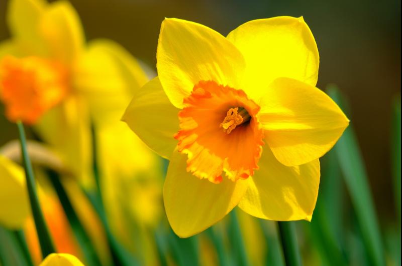 A Tipperary community group is hosting 5km Daffodil Day walk/run in aid of cancer charity