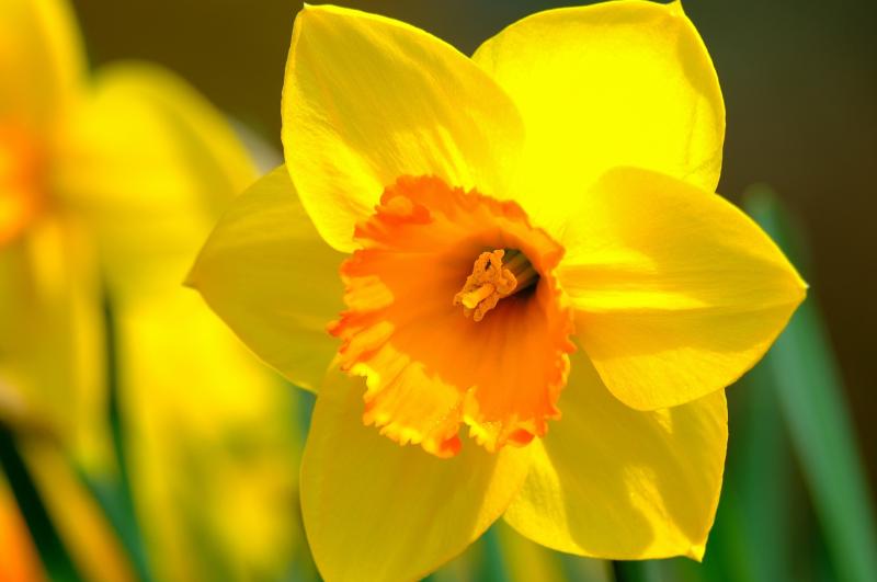 Tipperary Daffodil Day committee appeals for volunteers and donations