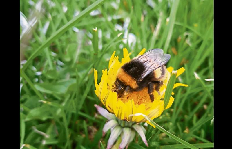 South Tipperary Beekeepers Association starts season by organising beginners course