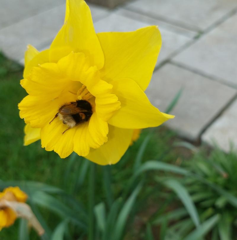 Attention Tipperary gardeners: Cashel Flower and Garden Club meeting with renowned farmer