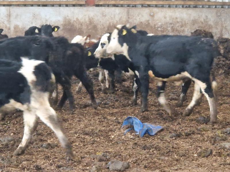 GRAPHIC: Concerns raised about conditions on south Tipperary farm