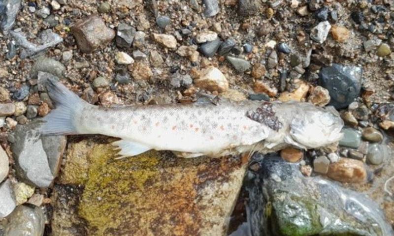Up to 500 fish die in Tipperary due to suspected river pollution case