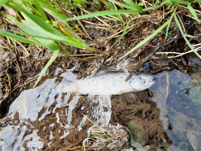 Tipperary Council conducts inspections of facilities in area around King's River fish kill 
