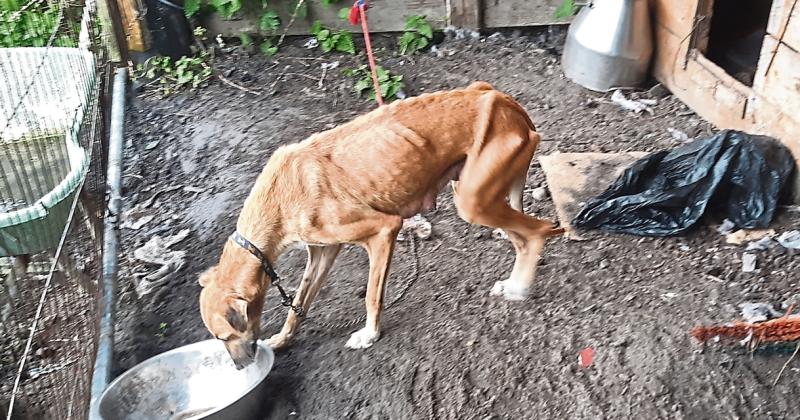 Stray dogs attack people in residential area of Tipperary