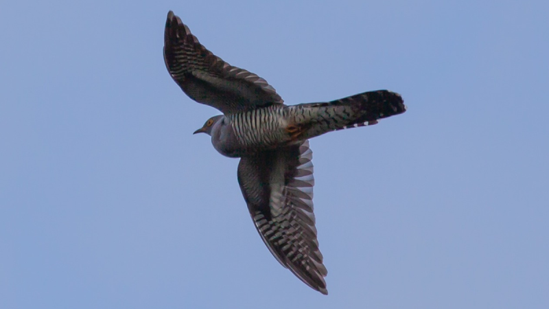 Irish cuckoo lands home in Ireland after 9000km round trip to Africa