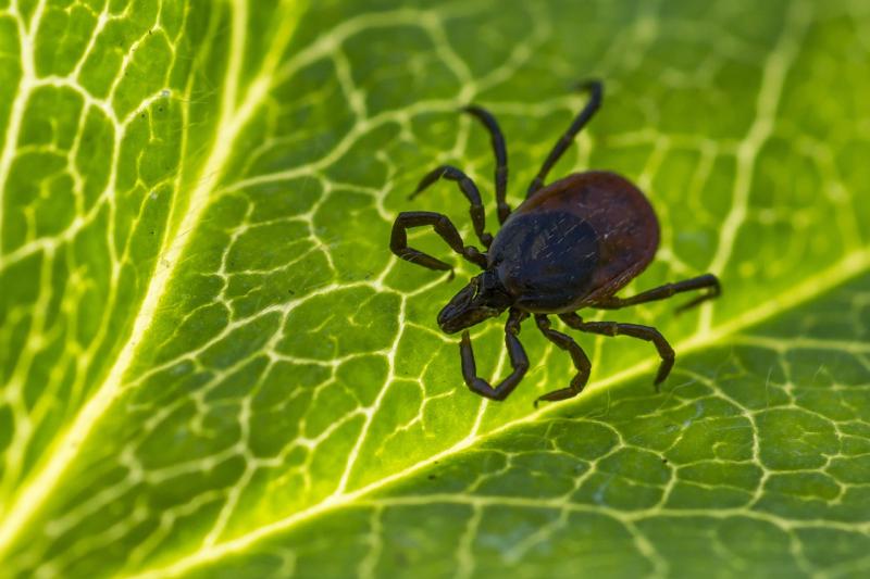 Council urged to erect signs about dangerous ticks on Tipperary hill and forest walks