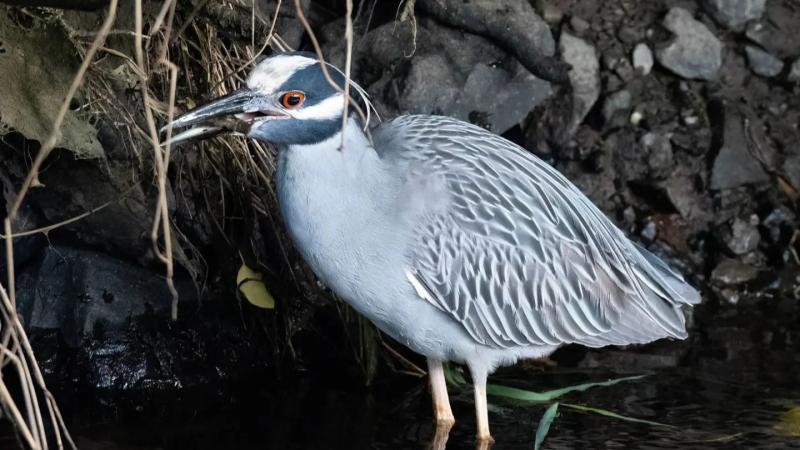'The coolest bird you'll ever meet' - Birdwatchers go west to see rare Yellow Crowned Night Heron