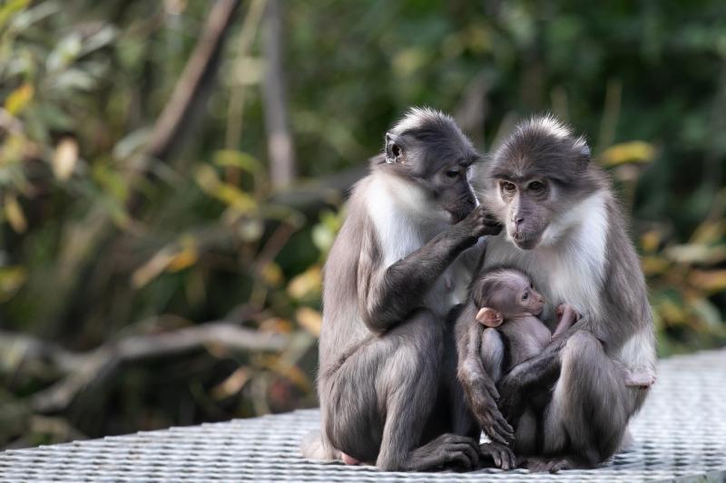 Good news for Dads - They are free at Dublin Zoo this Sunday! 